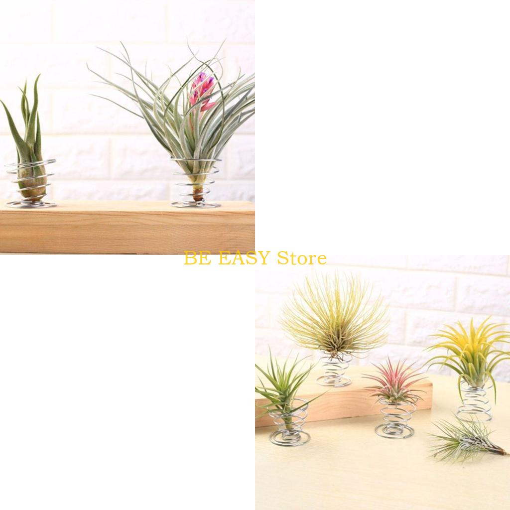 Air Plant Tillandsia - E28F مجموعة من 20 نباتات منزلية