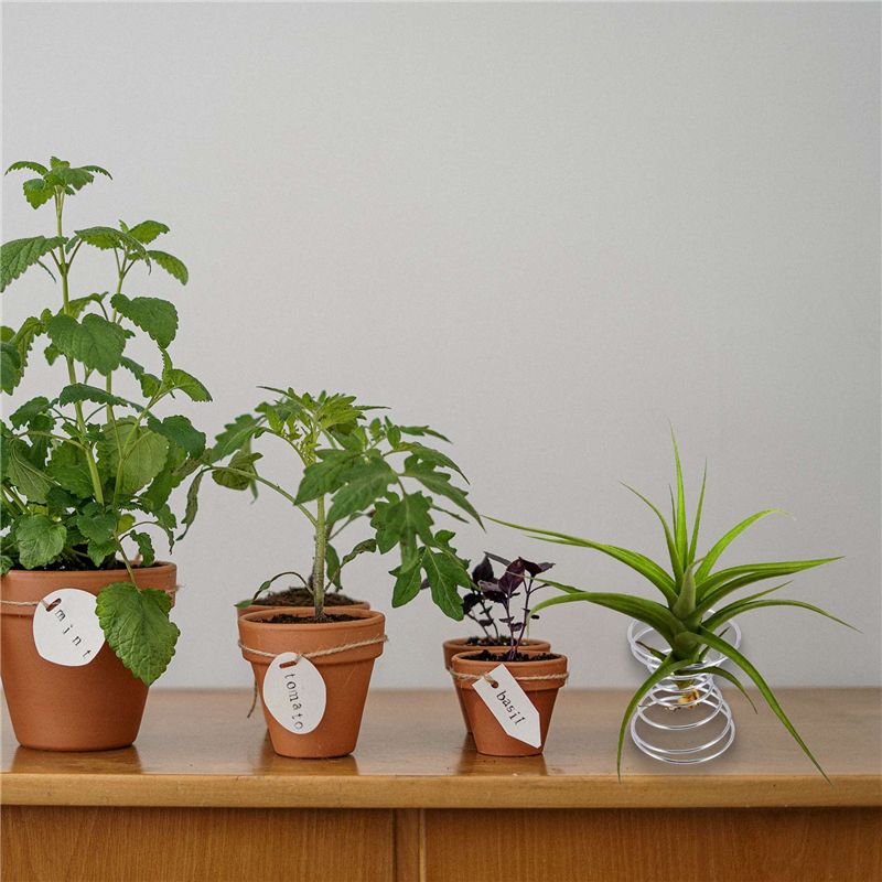 Air Plant Tillandsia - الأكثر مبيعًا - 6 قطع من