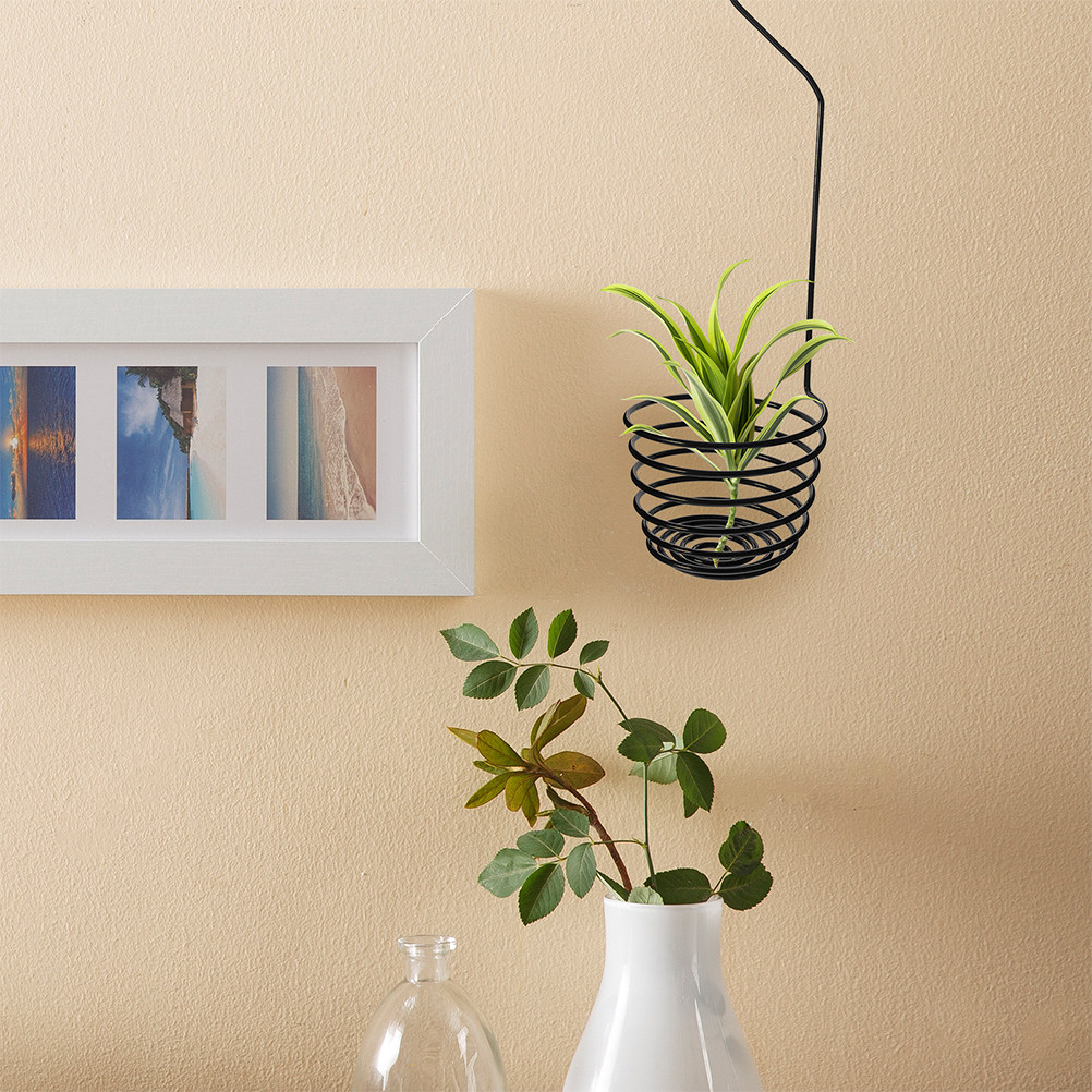 3 قطع من خطافات نباتات الهواء  - مراجعة Air Plant Tillandsia وسعره