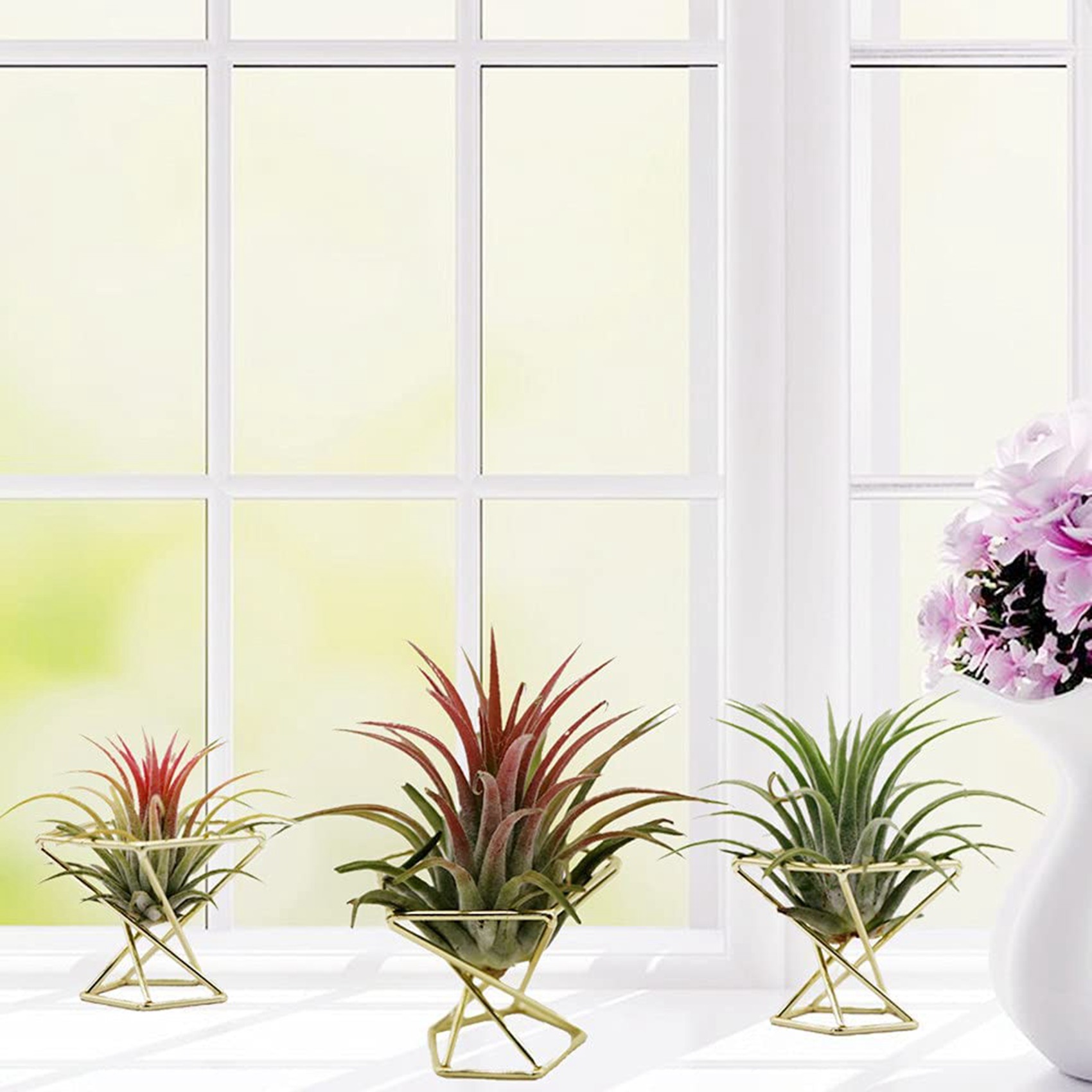 حامل نباتات هوائية هندسي معدني - مراجعة Air Plant Tillandsia وسعره