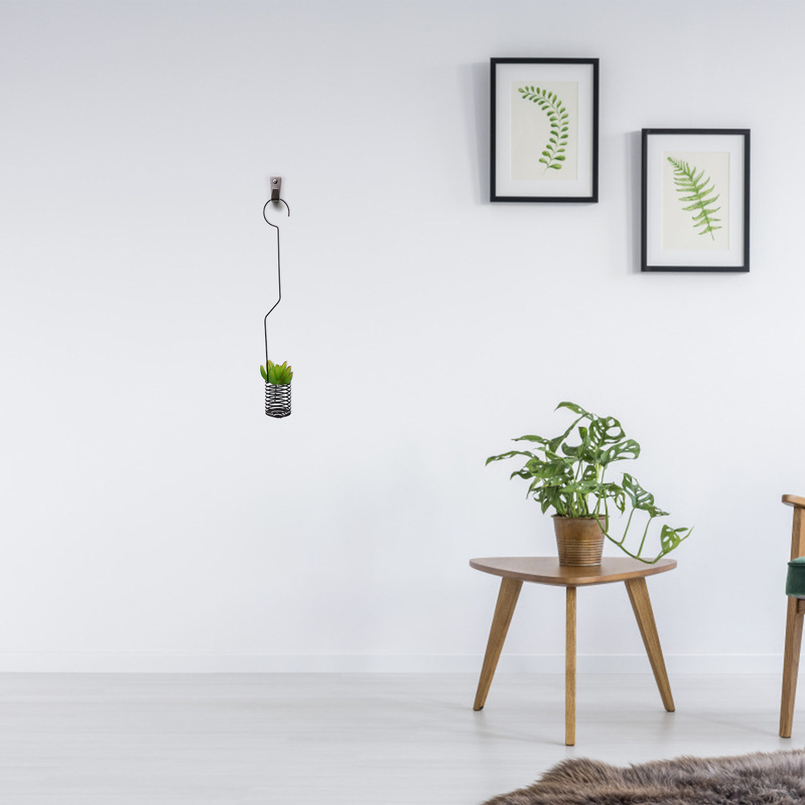 قطعة واحدة من حامل النباتات ال - مراجعة Air Plant Tillandsia وسعره
