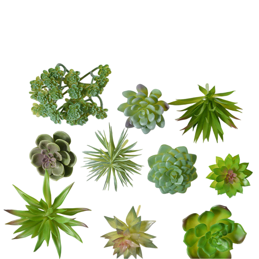 ترتيب نباتات عصارية على طراز ا - مراجعة Succulent Arrangement Mini وسعره