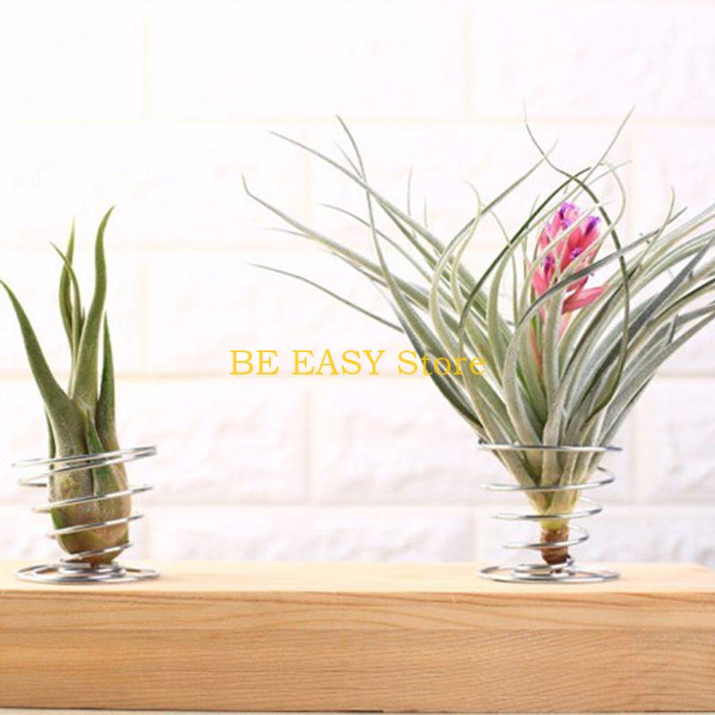 E28F مجموعة من 20 نباتات منزلي - مراجعة Air Plant Tillandsia وسعره