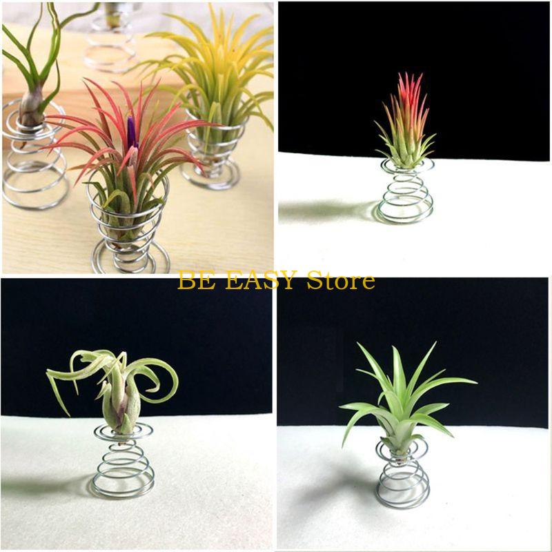 E28F مجموعة من 20 نباتات منزلي - مراجعة Air Plant Tillandsia وسعره