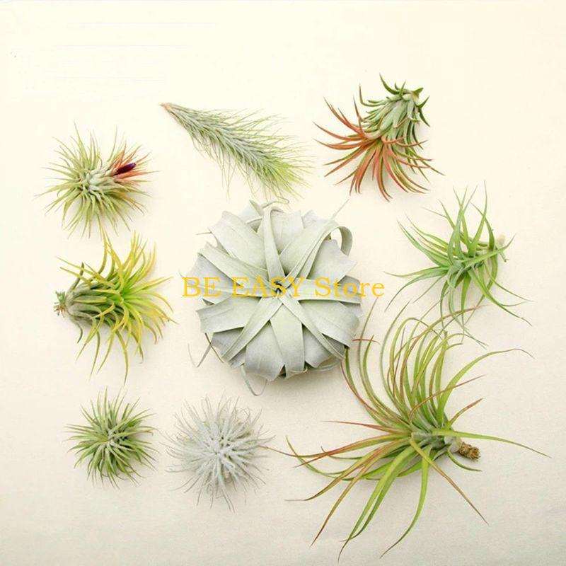 E28F مجموعة من 20 نباتات منزلي - مراجعة Air Plant Tillandsia وسعره