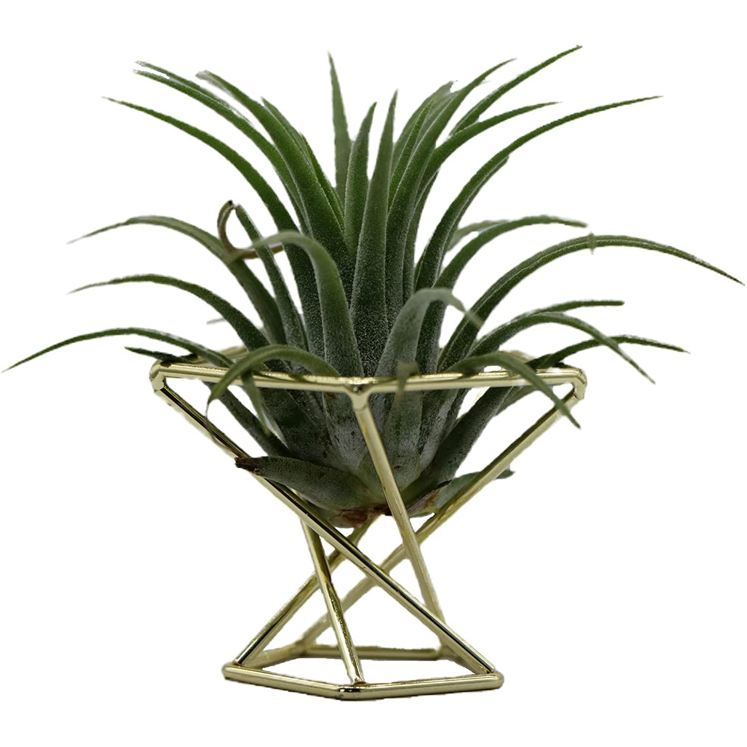 حامل نباتات هوائية هندسي من ET - مراجعة Air Plant Tillandsia وسعره