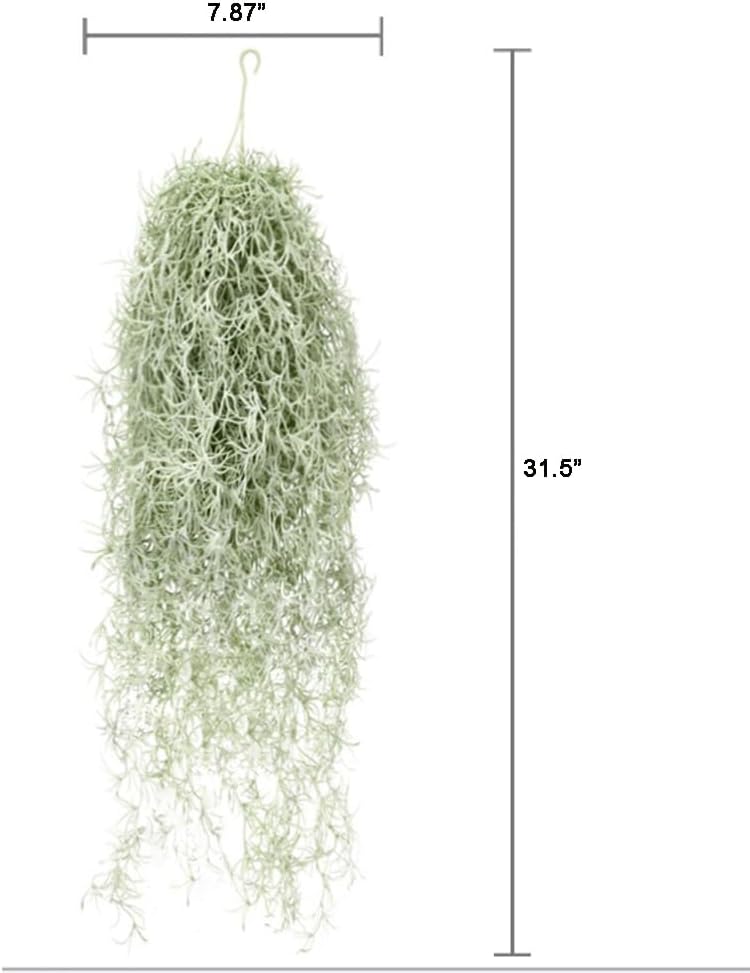 نباتات الهواء Tillandsia المتد - مراجعة Air Plant Tillandsia وسعره