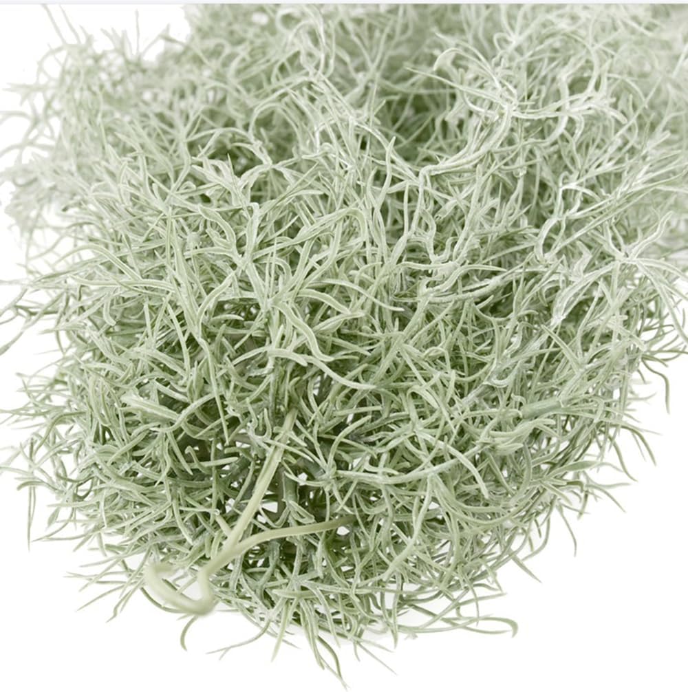 نباتات الهواء Tillandsia المتد - مراجعة Air Plant Tillandsia وسعره