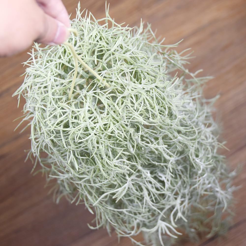 نباتات الهواء Tillandsia المتد - مراجعة Air Plant Tillandsia وسعره