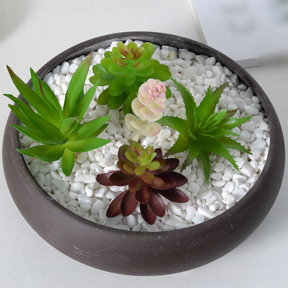 تتطلب صيانة منخفضة لترتيبات ال - مراجعة Succulent Arrangement Mini وسعره