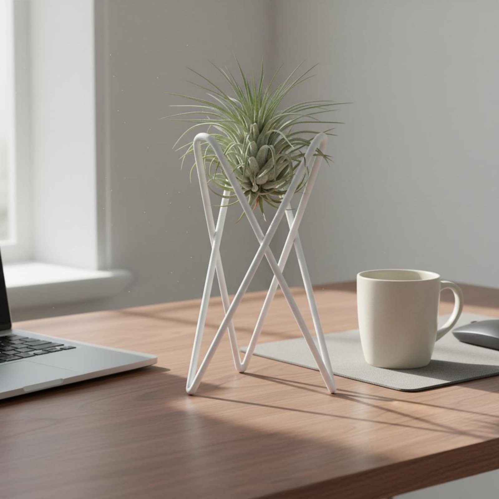 حامل نباتات هوائية بتصميم بسيط - مراجعة Air Plant Tillandsia وسعره