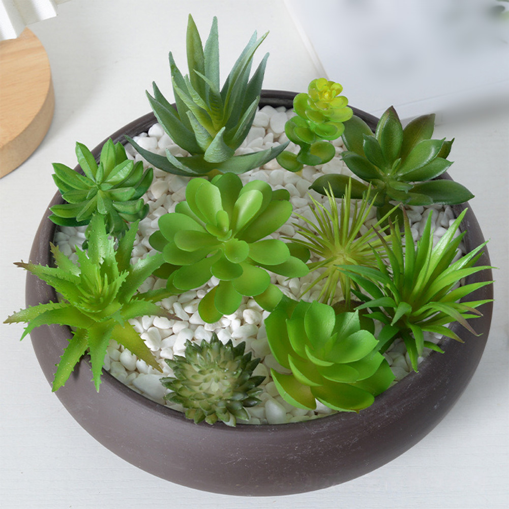أصيص نباتات عصارية دائري جذاب  - مراجعة Succulent Arrangement Mini وسعره