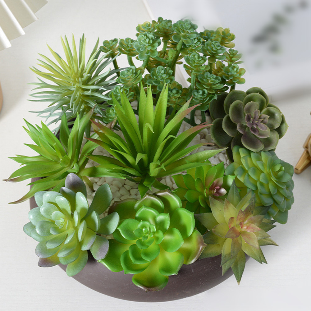 أصيص نباتات عصارية دائري جذاب  - مراجعة Succulent Arrangement Mini وسعره