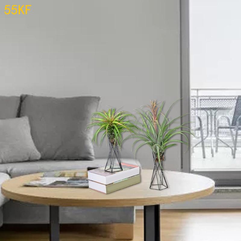 55 كيلو فولت شماليه هو حامل نب - مراجعة Air Plant Tillandsia وسعره