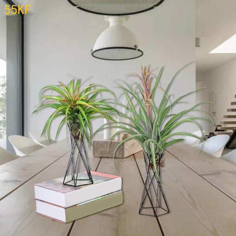 55 كيلو فولت شماليه هو حامل نب - مراجعة Air Plant Tillandsia وسعره
