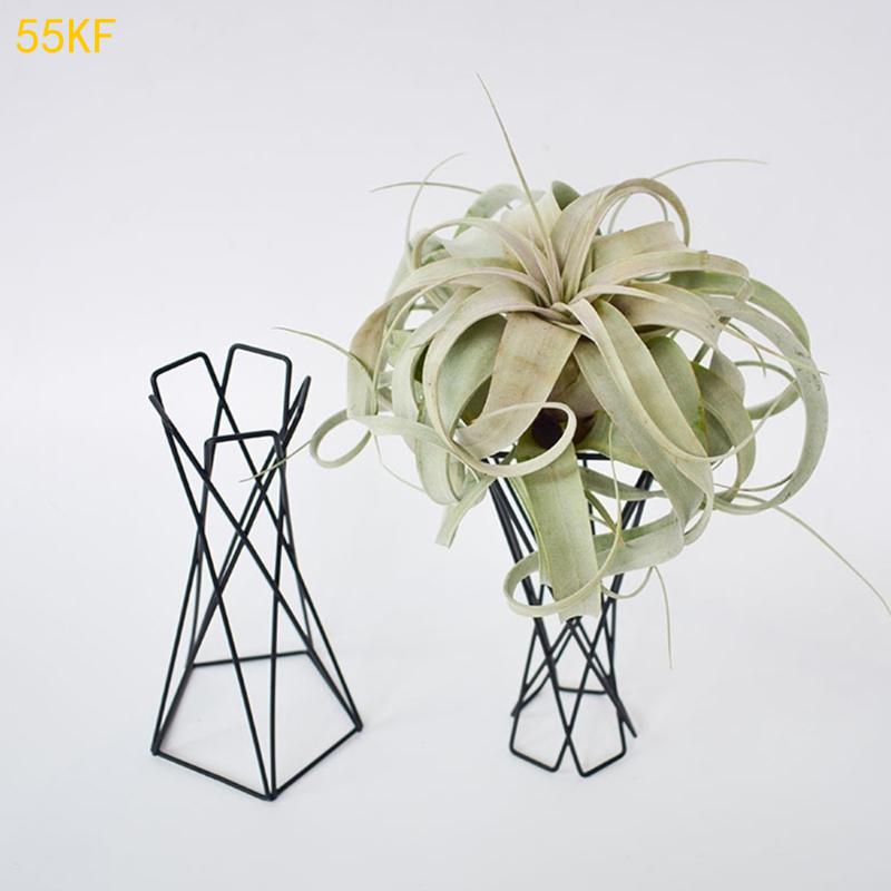55 كيلو فولت شماليه هو حامل نب - مراجعة Air Plant Tillandsia وسعره