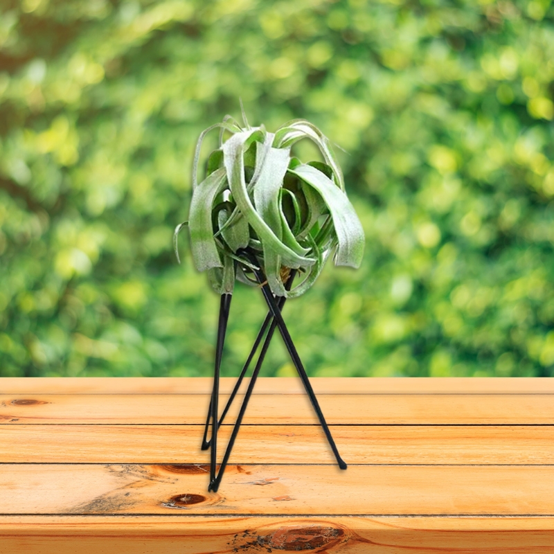 حامل نبات الهواء حامل أوعية ال - مراجعة Air Plant Tillandsia وسعره