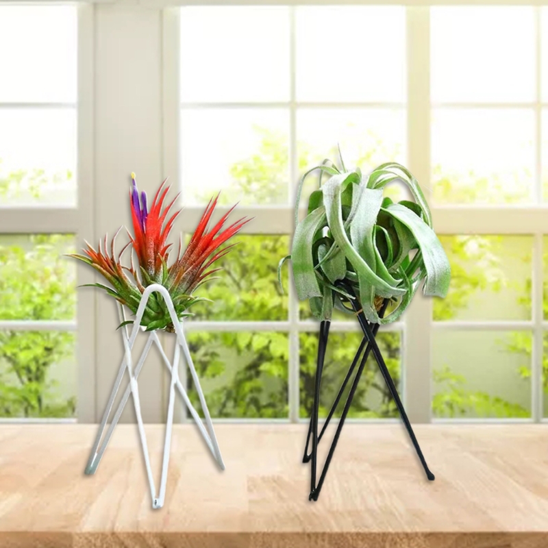حامل نبات الهواء حامل أوعية ال - مراجعة Air Plant Tillandsia وسعره