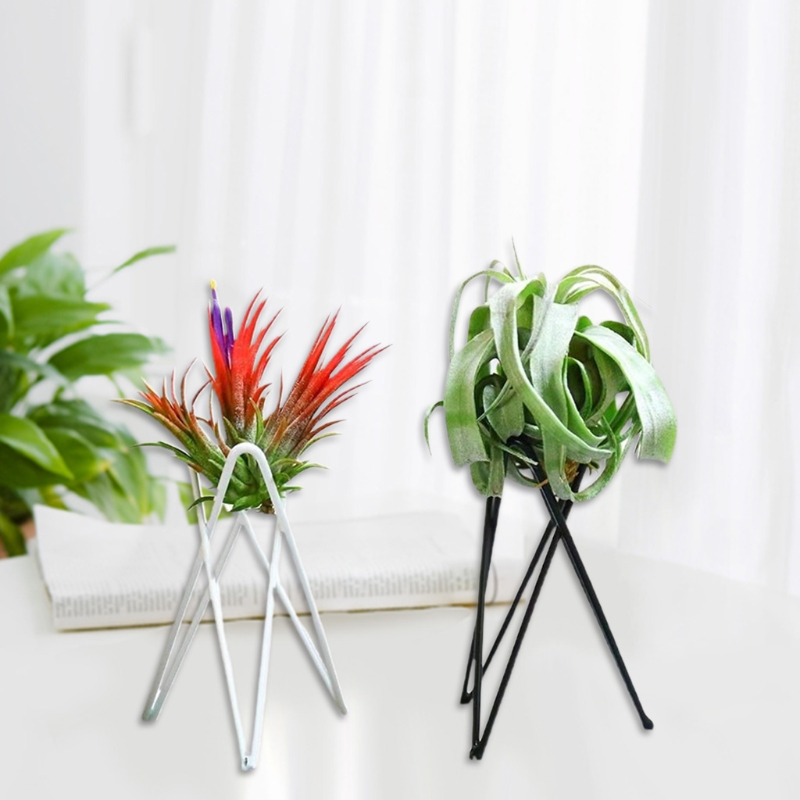 حامل نبات الهواء حامل أوعية ال - مراجعة Air Plant Tillandsia وسعره
