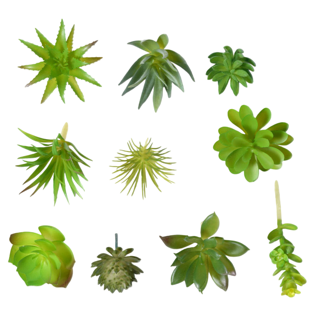 مستلزمات تصوير مناسبة لترتيبات - مراجعة Succulent Arrangement Mini وسعره