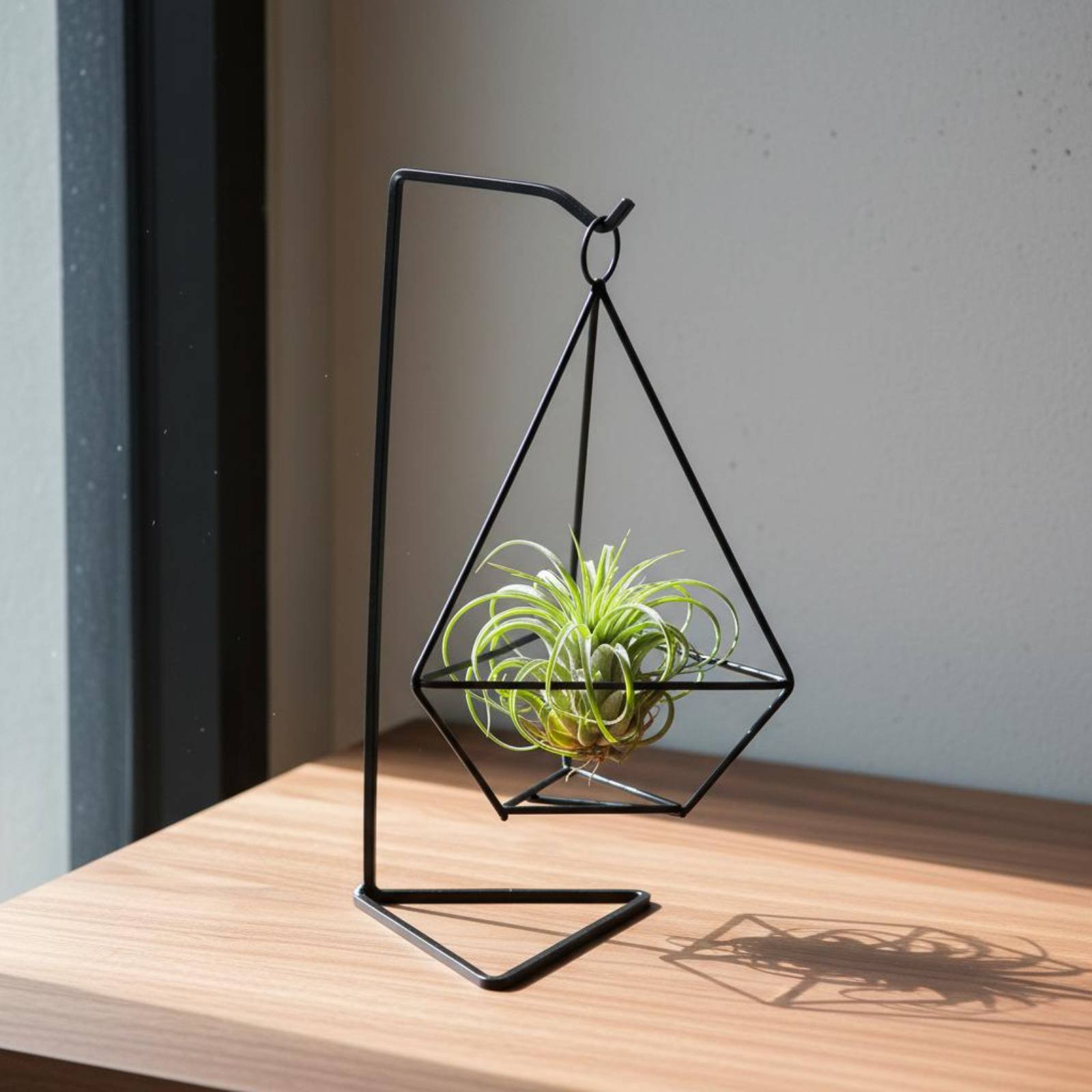 حامل نباتات هوائية بتصميم هندس - مراجعة Air Plant Tillandsia وسعره
