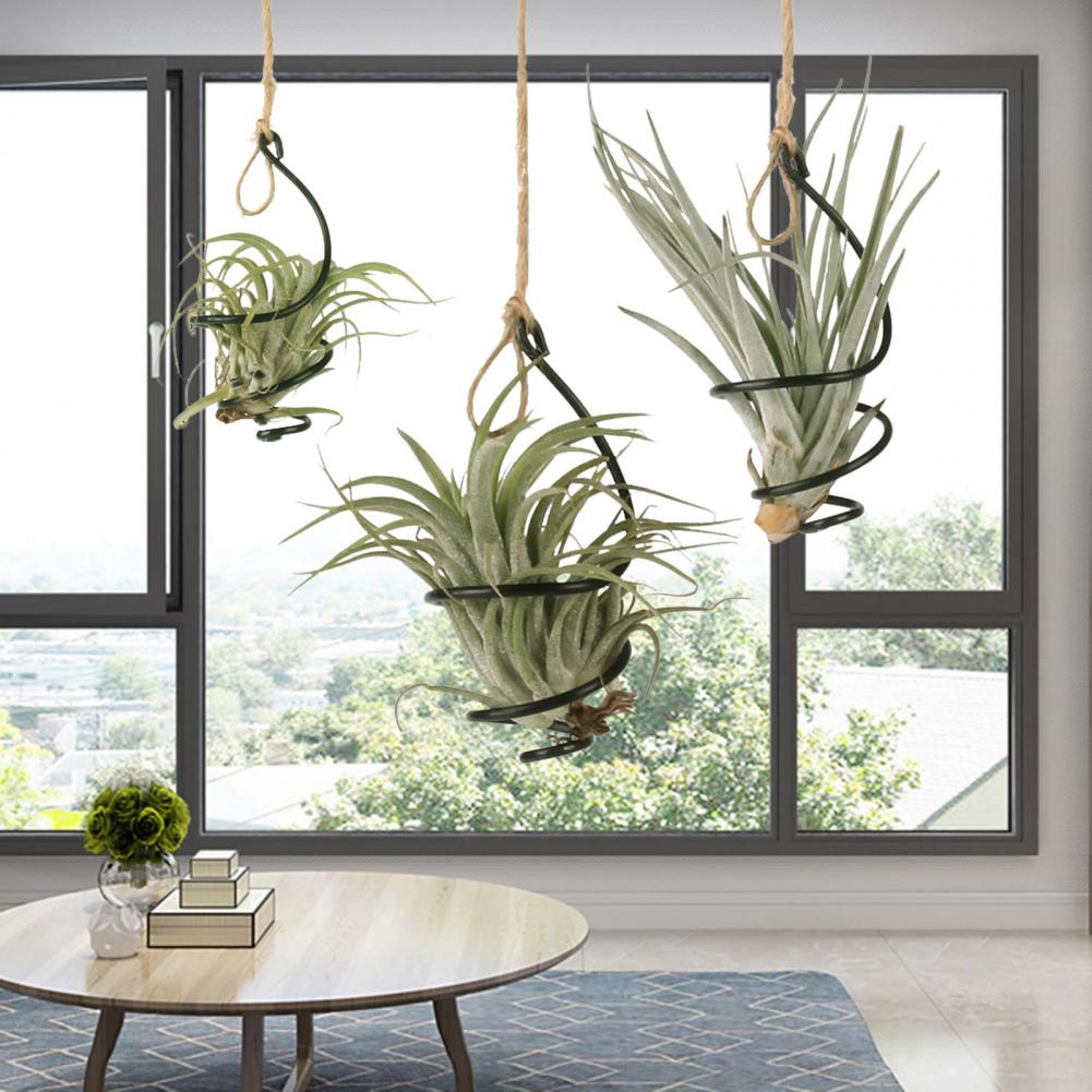 حامل نباتات معدني، 6 قطع، حاوي - مراجعة Air Plant Tillandsia وسعره