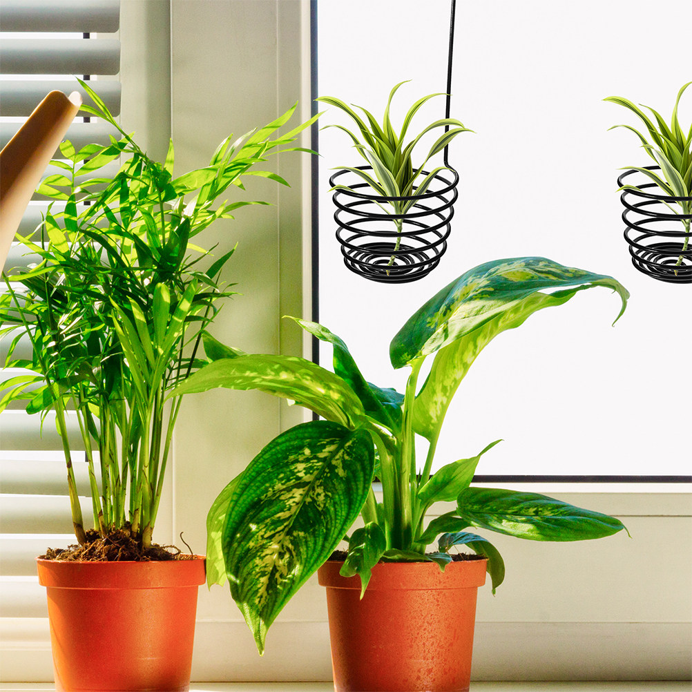 3 قطع من حوامل النباتات الهوائ - مراجعة Air Plant Tillandsia وسعره