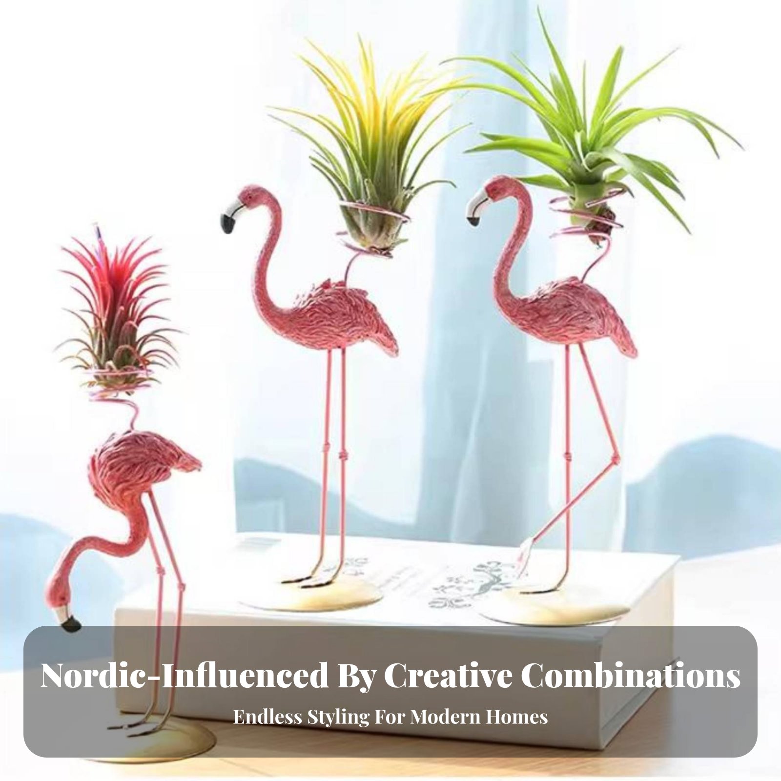 حامل نباتات تيلاندزيا هندسي بت - مراجعة Air Plant Tillandsia وسعره